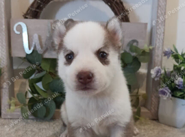 Last puppy left