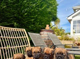 KC registered high quality Border Terriers