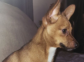 Pomeranian X Jack russel