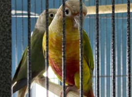 Baby conure Glasgow