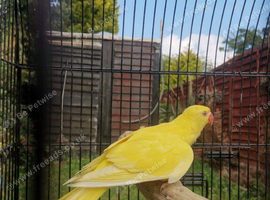 Lutino ringneck baby for sale
