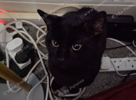 Black Cat for sale