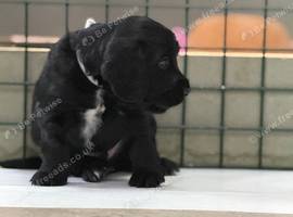 *cockerspaniel puppies for sale*