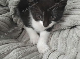 X3 kittens