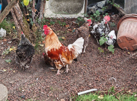 Chicken