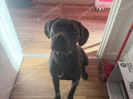 9 month old cane corso bitch
