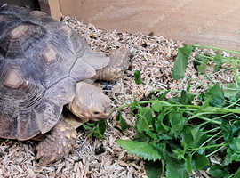 Berkshire reptile rescue