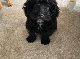 10 week old Cockapoo for sale