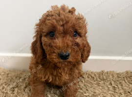 Adorable Cavapoo puppies