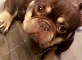 Gorgeous girl for sale