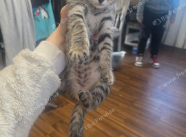 Beautiful female kitten for sell