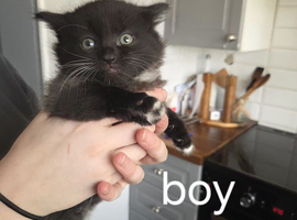 3 kittens for sale
