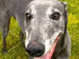 7 years old Female Greyhoind