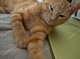 Ginger kitten for sale
