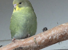 Baby budgies