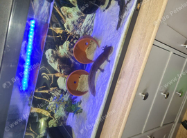 2 axolotl full set up