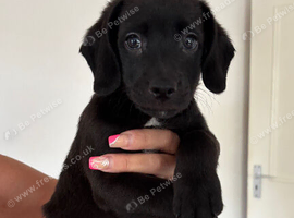Beautiful Cockapoo &times; Staffy Puppies