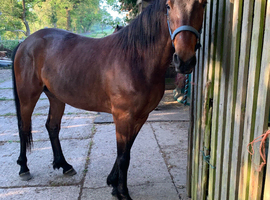 15.1hh Lovely gentle dark bay gelding Unbroken 4y/o