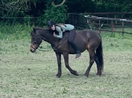 looking for 2 horses on the same yard for 2 riders !!