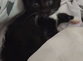 Three adorable female kittens