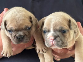 Beautiful KC Reg French Bulldogs