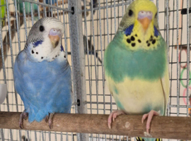 Beautiful baby budgies
