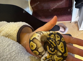 Royal python