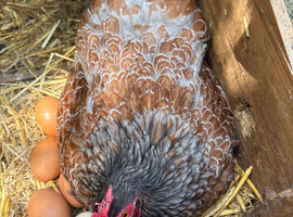Pekin hen & frizzle cockerel lovely colours