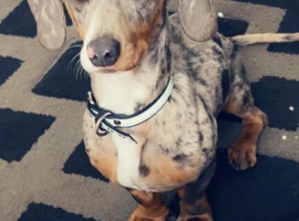 Dapple Daschund