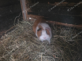 Adult male guinea pigs