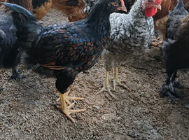 Pure bred pullets