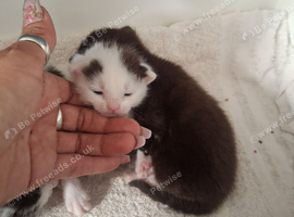 Kitten