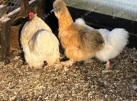 Silkies