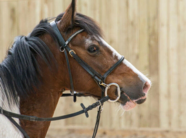 JAZZ - connemara x warmblood mare