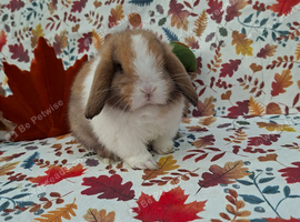 Mini lop babies ready now