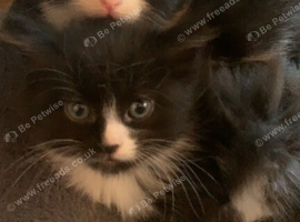 Two Kittens One male one female