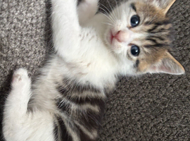 Beautiful kittens