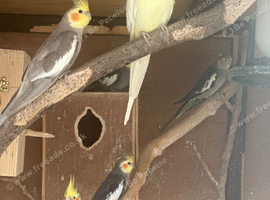 Cockatiels