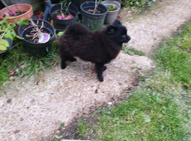 Beautiful house trained puppy 5 months old ready 9 June