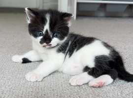 2 kittens for sale