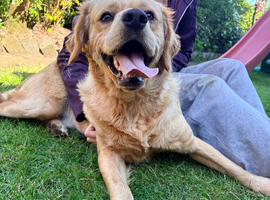 Beautiful fun loving golden retriever looking for his forever home