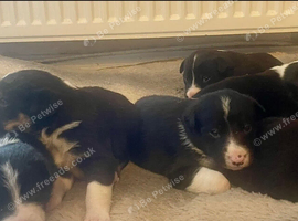 Border collie puppies