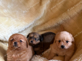 Beautiful Dachshund x Pomeranian Puppies