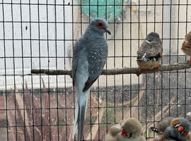 Diamond Dove pairs for sale