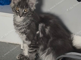 TICA reg Maine coon girl