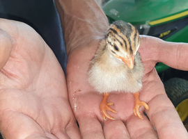 Guinea fowl chicks