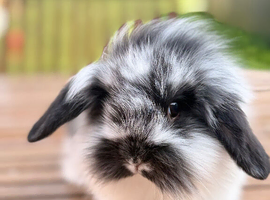 4 mini lion lop rabbits