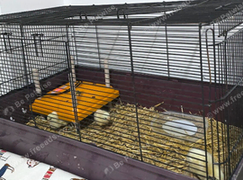 Chicks from white hen