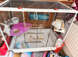 Two girl rats