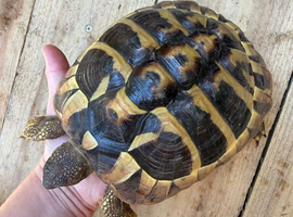 Tortoise (Hermann) Female)